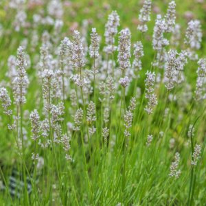 Levanduľa úzkolistá (Lavandula angustifolia) ´ARCTIC SNOW´ C1.5L